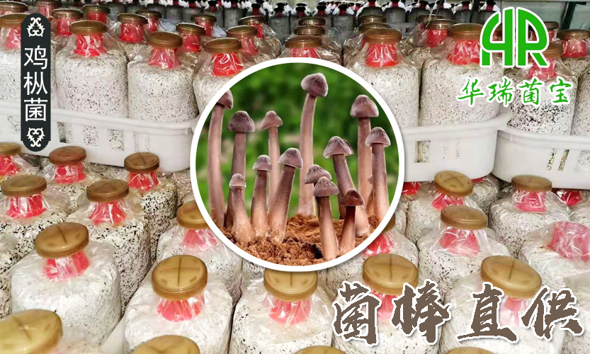 黑皮鸡枞菌棒直供