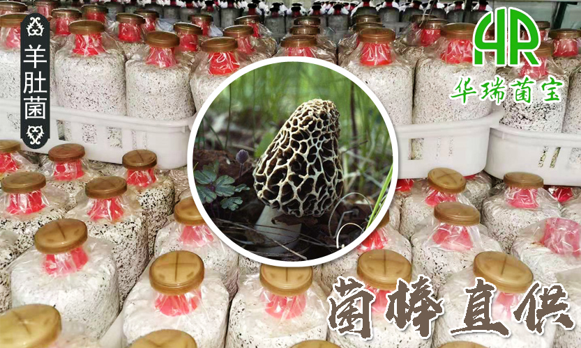 羊肚菌菌棒直供