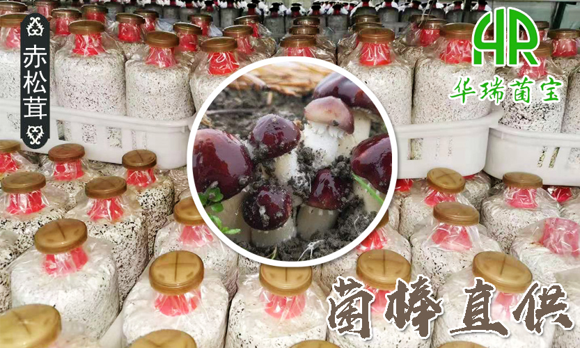 赤松茸菌棒直供