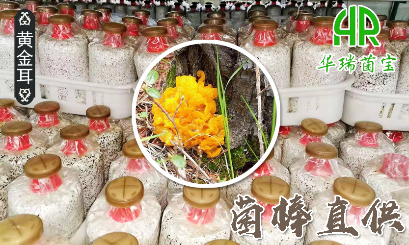 黄金耳菌棒直供